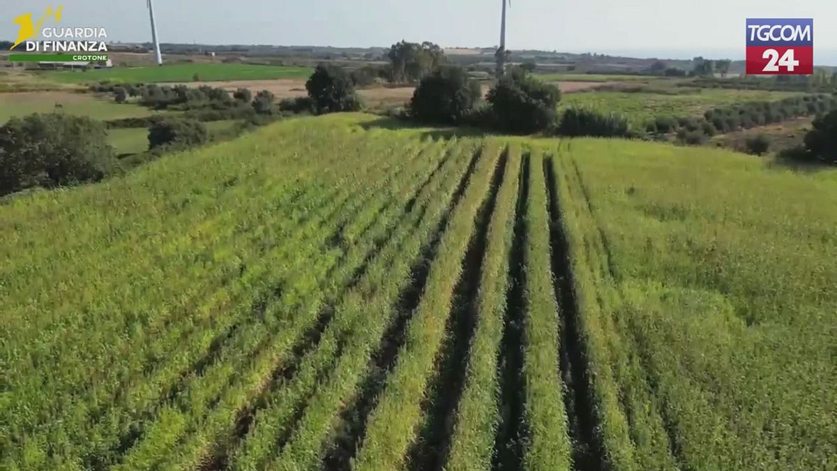 Crotone, scoperta una maxi piantagione di marijuana a Isola di Capo Rizzuto
