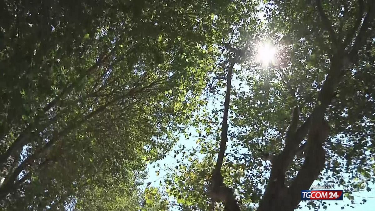 Roma, 614 alberi caduti in un anno: indagini chiuse