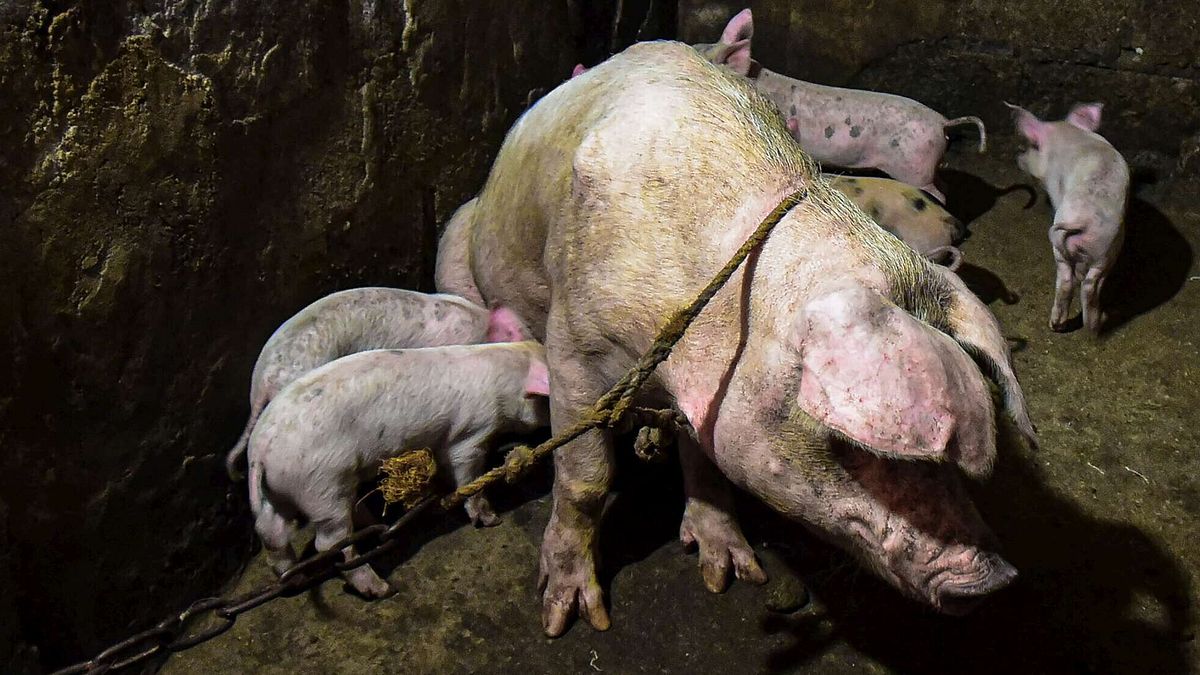 Peste suina, Ue toglie restrizioni in Piemonte e Lombardia