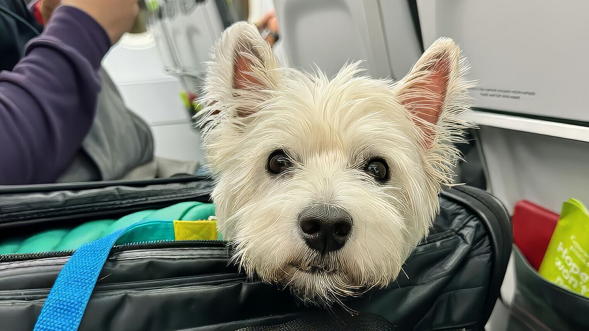 Uçaklar, nakliye olmadan kabinde iki köpek ile ilk uçuş