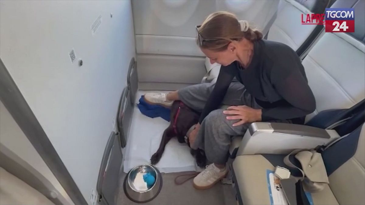 Kabinde büyük köpeklerle gösteri uçuşu gerçekleştirildi