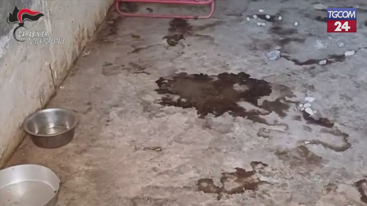 Torino, animali malnutriti e tra gli escrementi: denunciata una 50enne