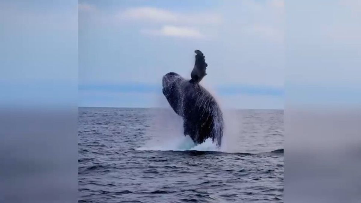 Balene a rischio nella baia di New York