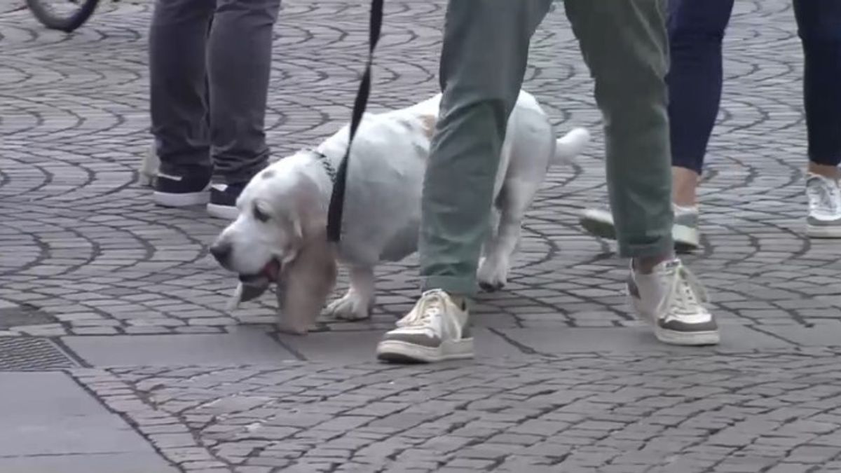 bolzano in arrivo la tassa di soggiorno per i cani turisti