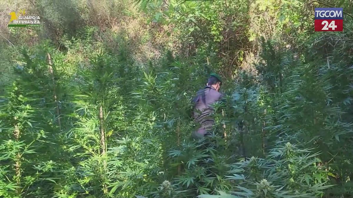 catanzaro scoperte piantagioni di marijuana avrebbero fruttato 3 milioni di euro