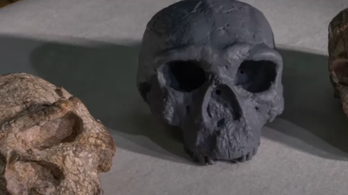 un teschio potrebbe riscrivere la storia dell umanit224