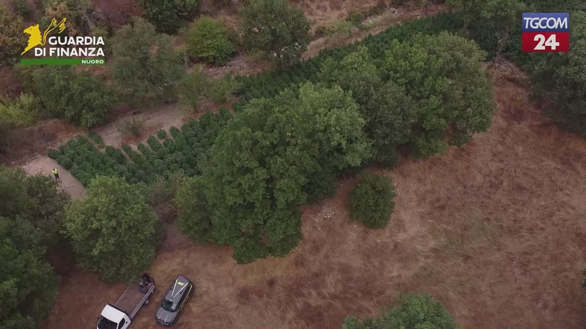 nuoro scoperta maxi piantagione di cannabis sequestrate 25 tonnellate
