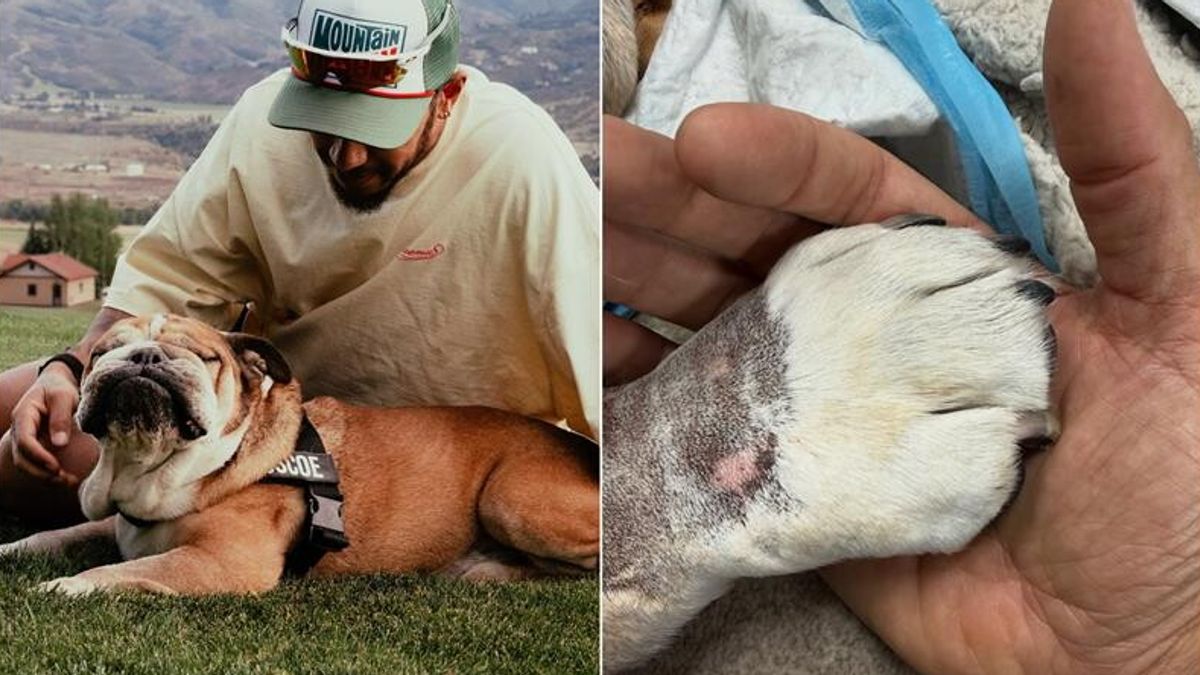 Lutto per Lewis Hamilton: è morto il suo Roscoe | Il pilota: "Ho perso il mio migliore amico"