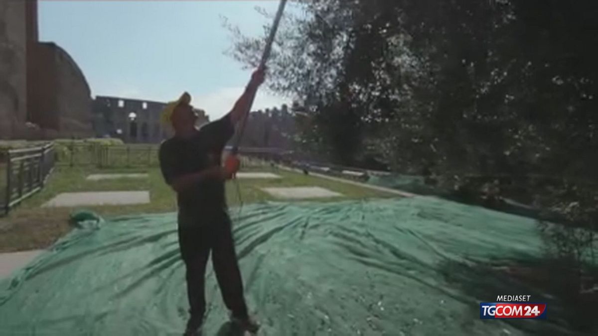 Al Colosseo rivive la raccolta delle olive degli antichi romani