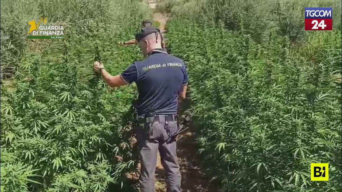 Palermo, immensa piantagione di marijuana a Partinico: sequestro da 3 milioni di euro