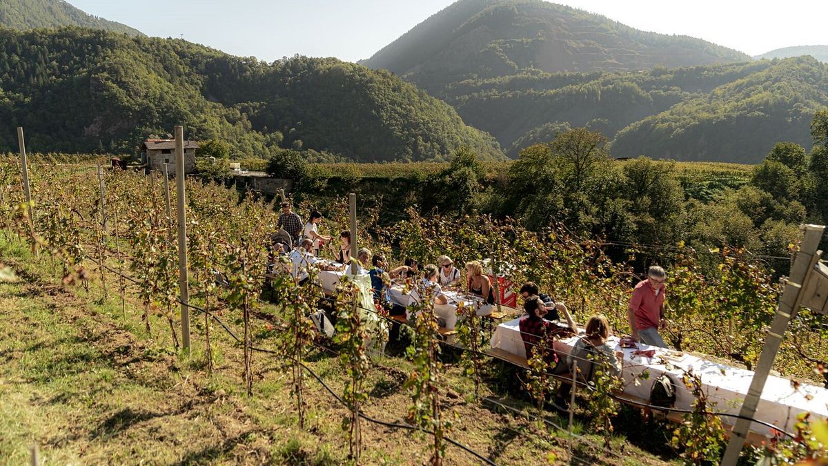 Vini eroici in Valli di Cembra e Fiemme con Dolo-Vini-Miti