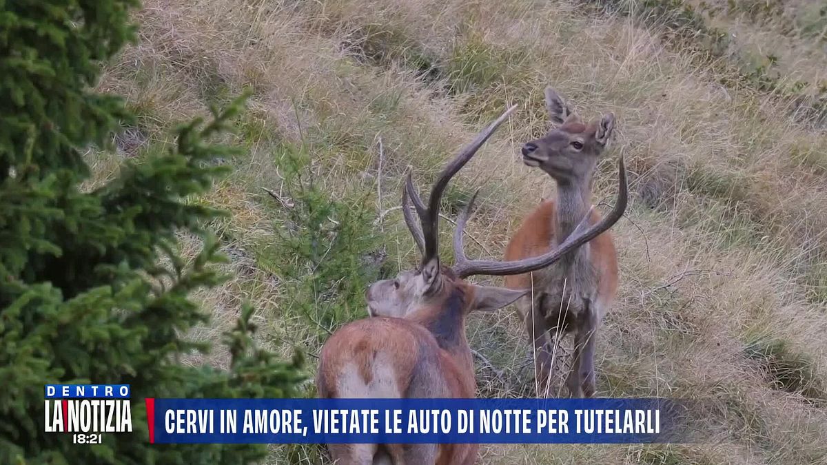 Cervi in amore, Chiuro (SO) vieta le auto di notte per tutelarli
