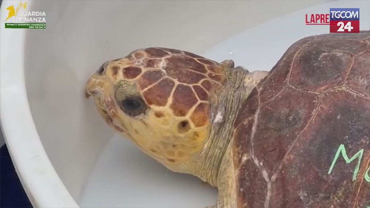 Yaralı bulunan ve tedavi altına alınan kaplumbağa Ariel denize geri döndü