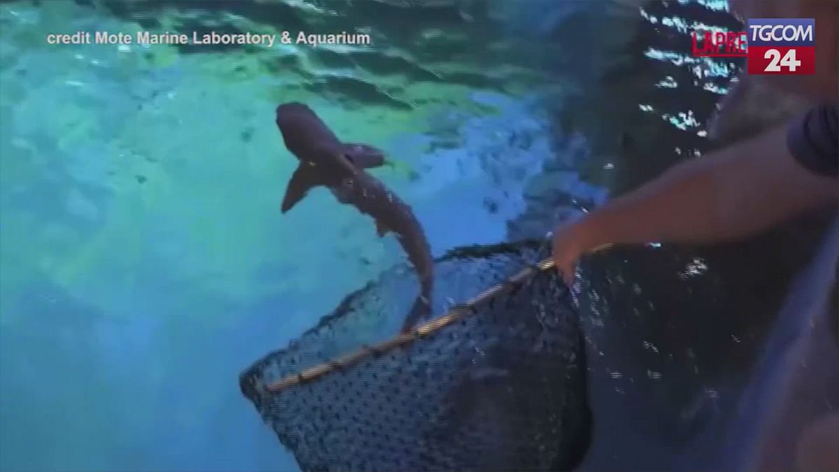 Florida'da yüzlerce deniz hayvanı yeni akvaryuma nakledildi
