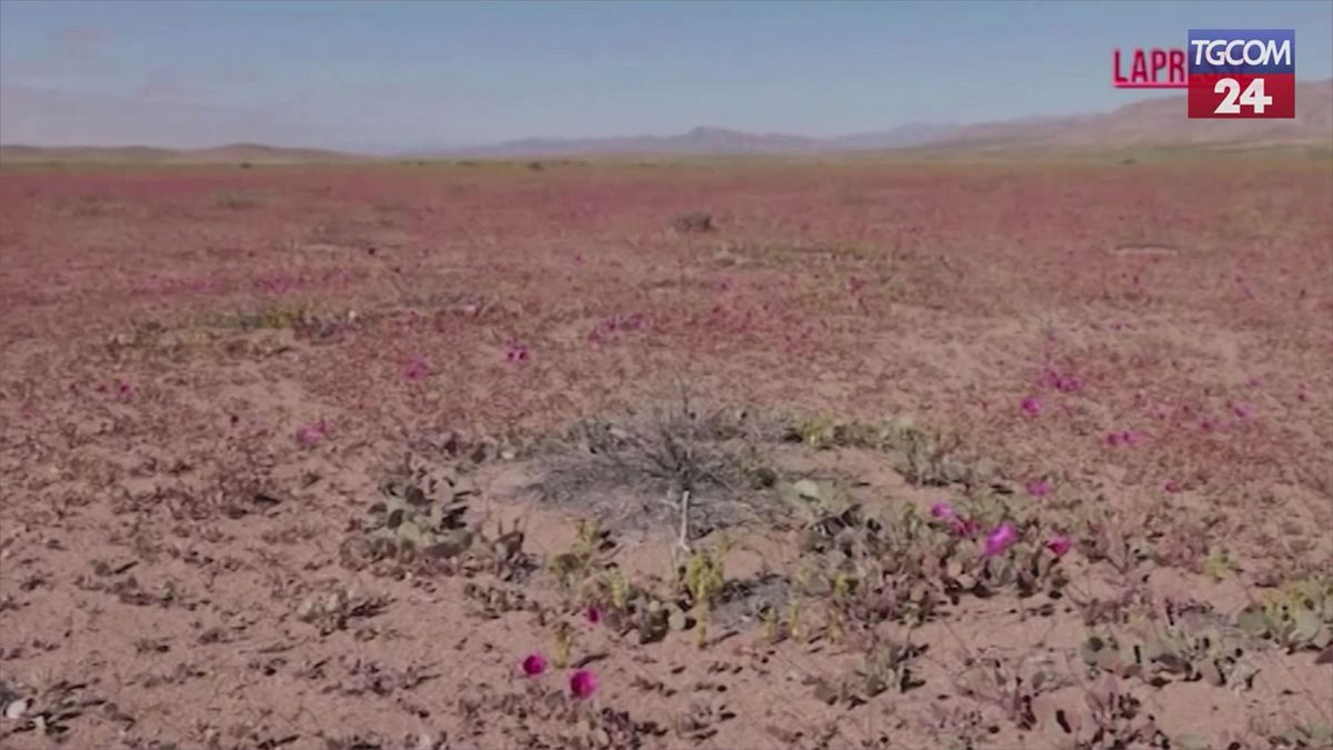 cile la fioritura nel deserto pi249 arido della terra le spettacolari immagini da atacama