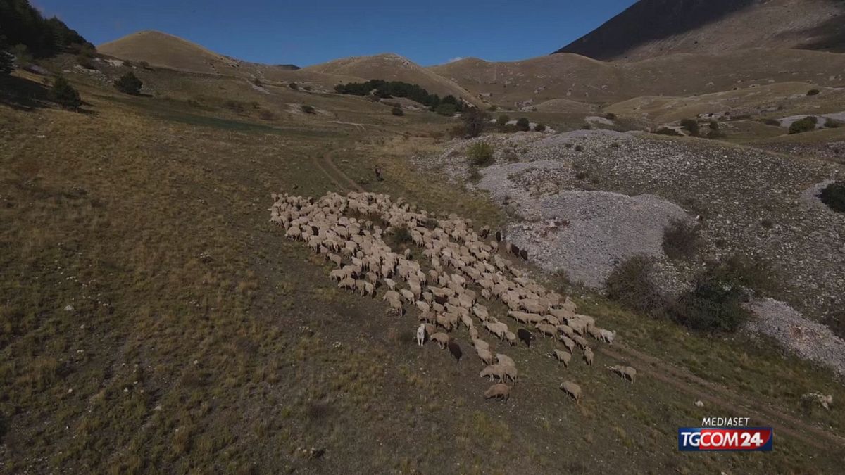 Apre la scuola di pastorizia per under 40: "Salviamo un mestiere antico e l
