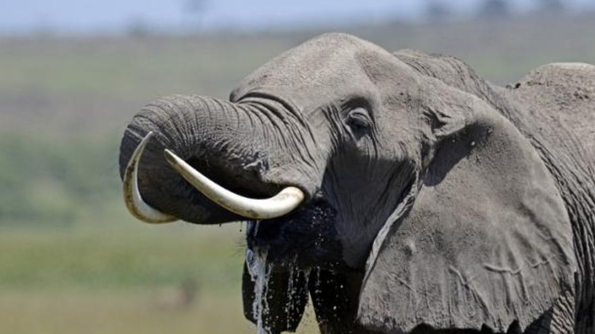 Auto contro elefante in Zimbabwe, muore deputato dell'opposizione