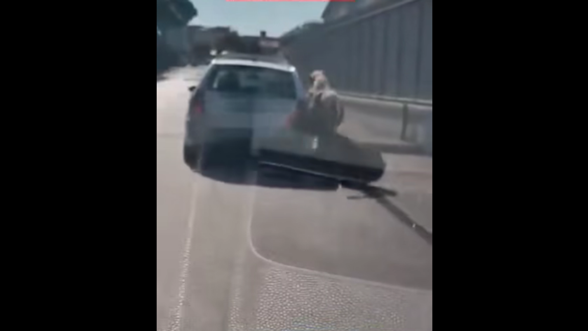 Arzano (Napoli), cavallo legato a un