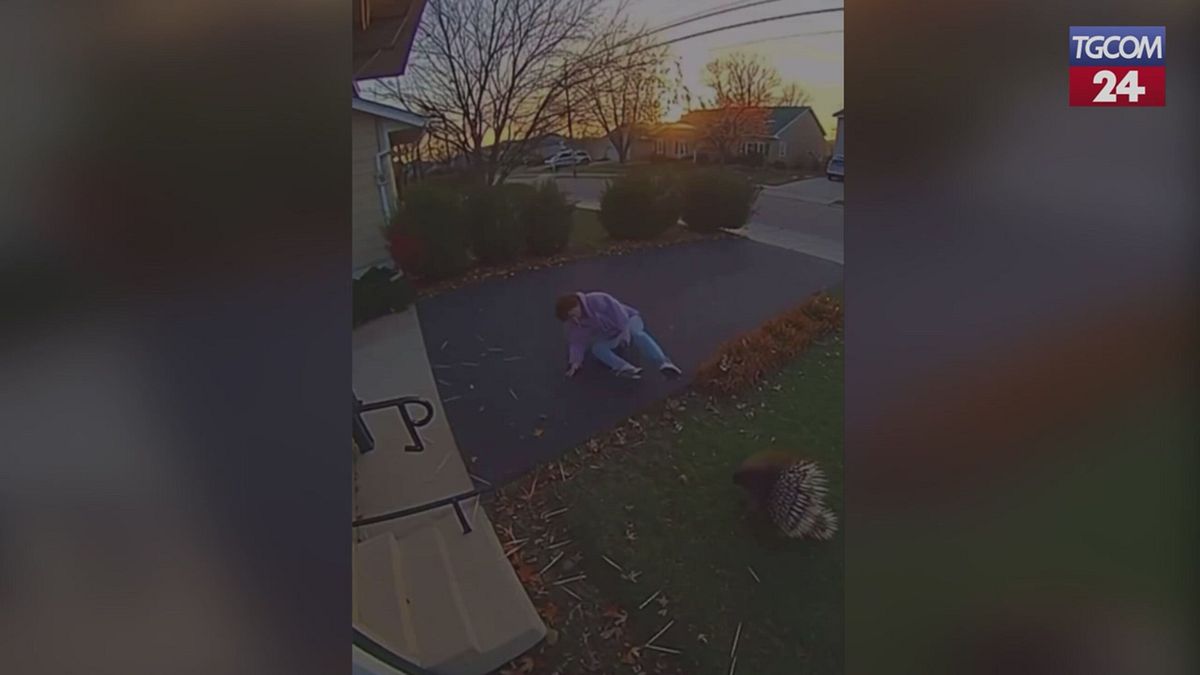 Attaccato da un porcospino, il video è virale