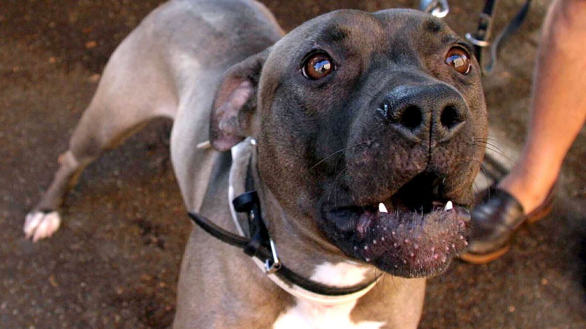 mercatino conca il comune marchigiano a rischio default per mantenere nove pitbull ci costano 40mila euro l anno