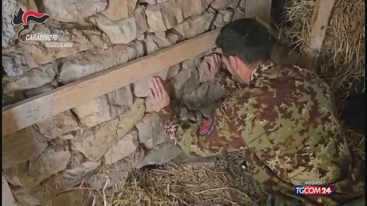 Scoperta una piantagione marijuana allestita in un bunker