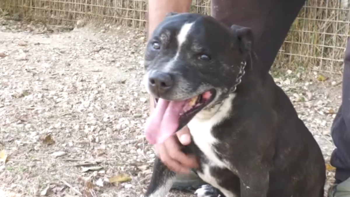 Comune a rischio default per mantenere nove pitbull