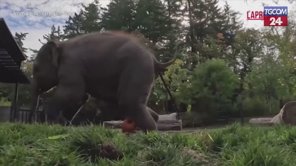Bebek fil balkabağıyla top oynuyor: Video viral oluyor