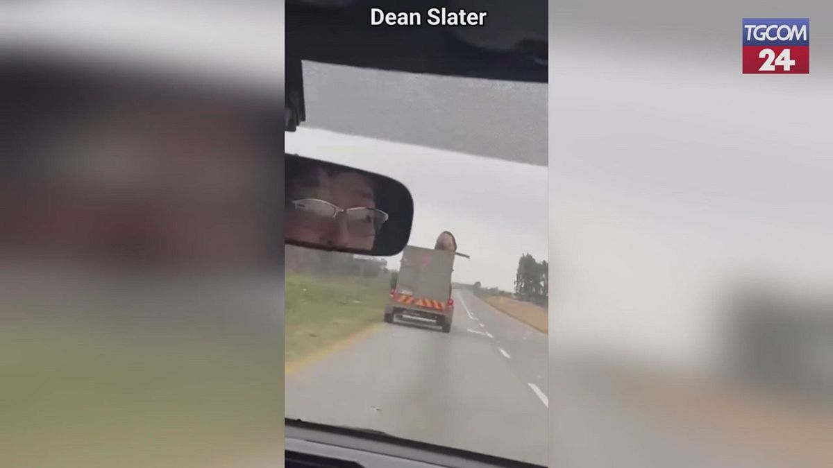 panico in strada leone fugge da un camion in sudafrica