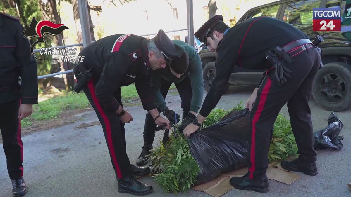 trieste scoperta piantagione di marijuana arrestato 45enne