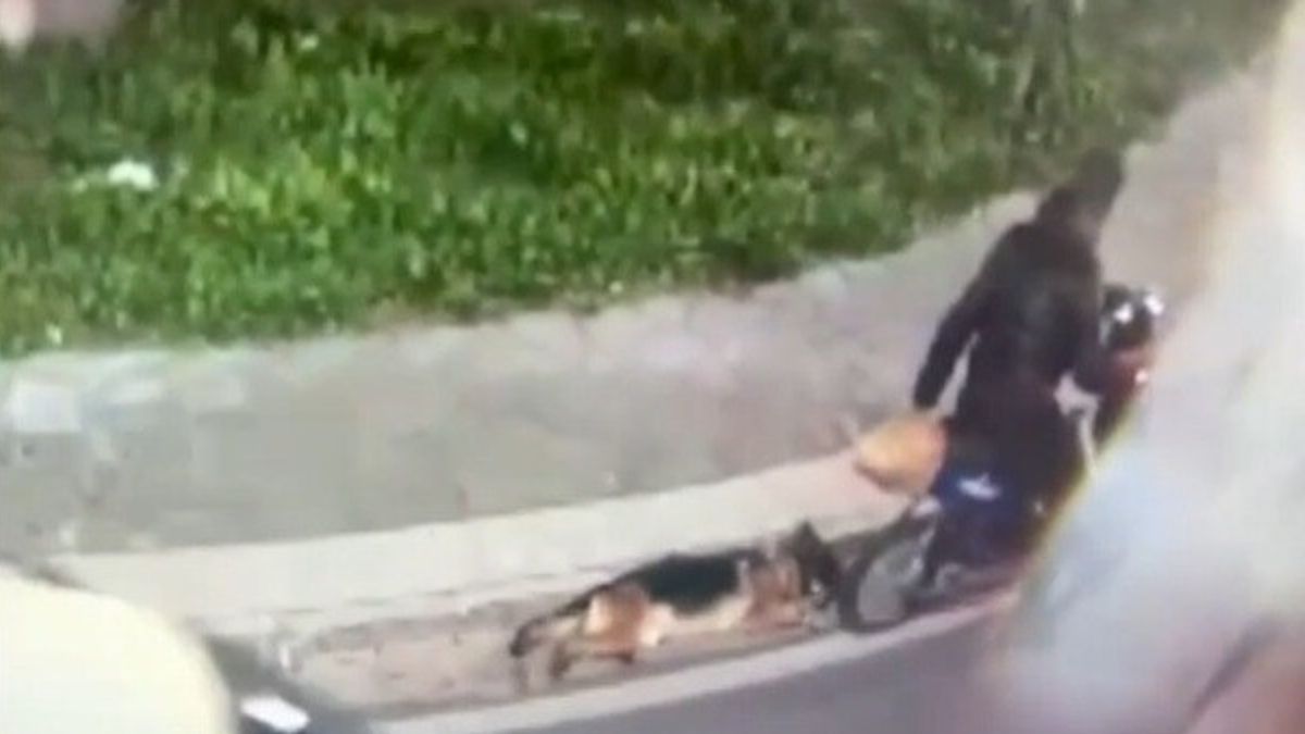 Napoli, un dog sitter in e bike trascina il cane legato con una catena per 6 chilometri | Sindaco lo prende con sé