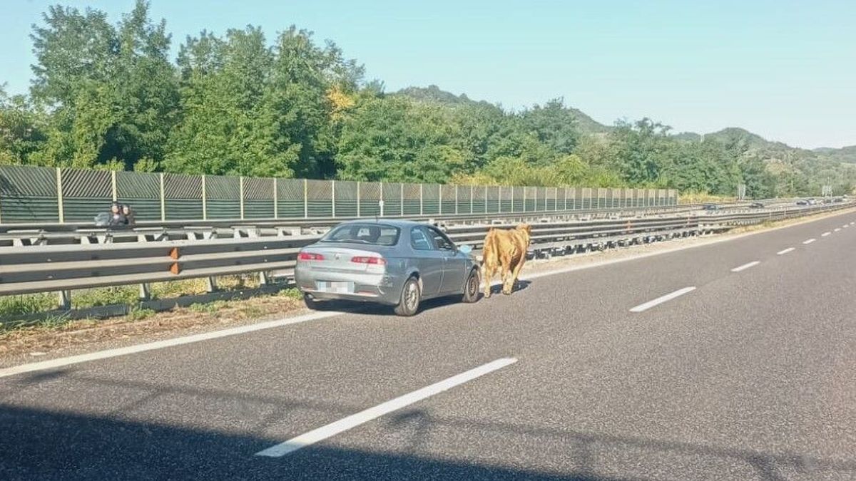 mucca in fuga in brianza c 232 paura