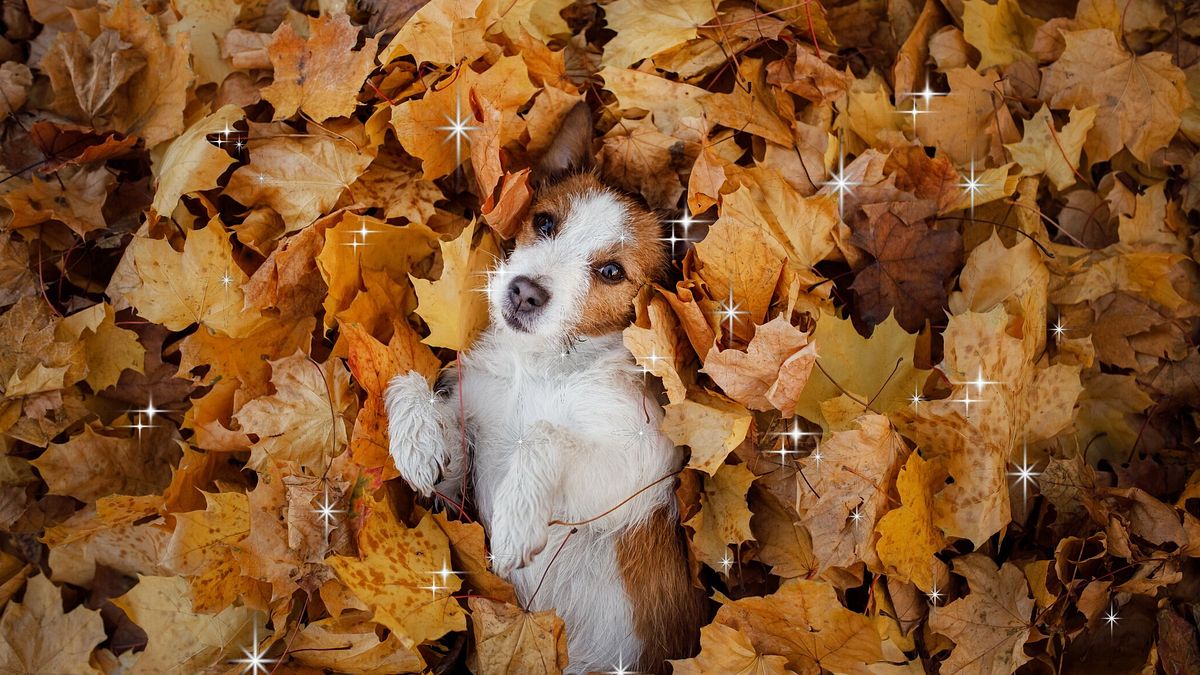 köpeklerimiz ve Kasım 2025 Burçlarımız