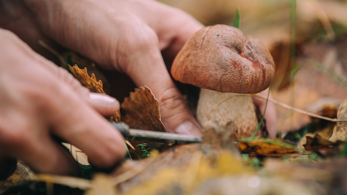 Brindisi, mangia funghi selvatici: muore una 80enne