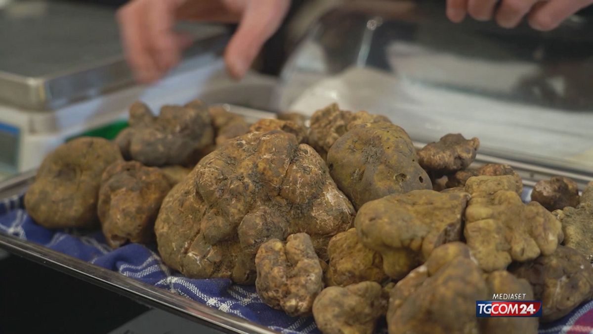 A"Città di Castello"il Salone Nazionale del Tartufo Bianco Pregiato