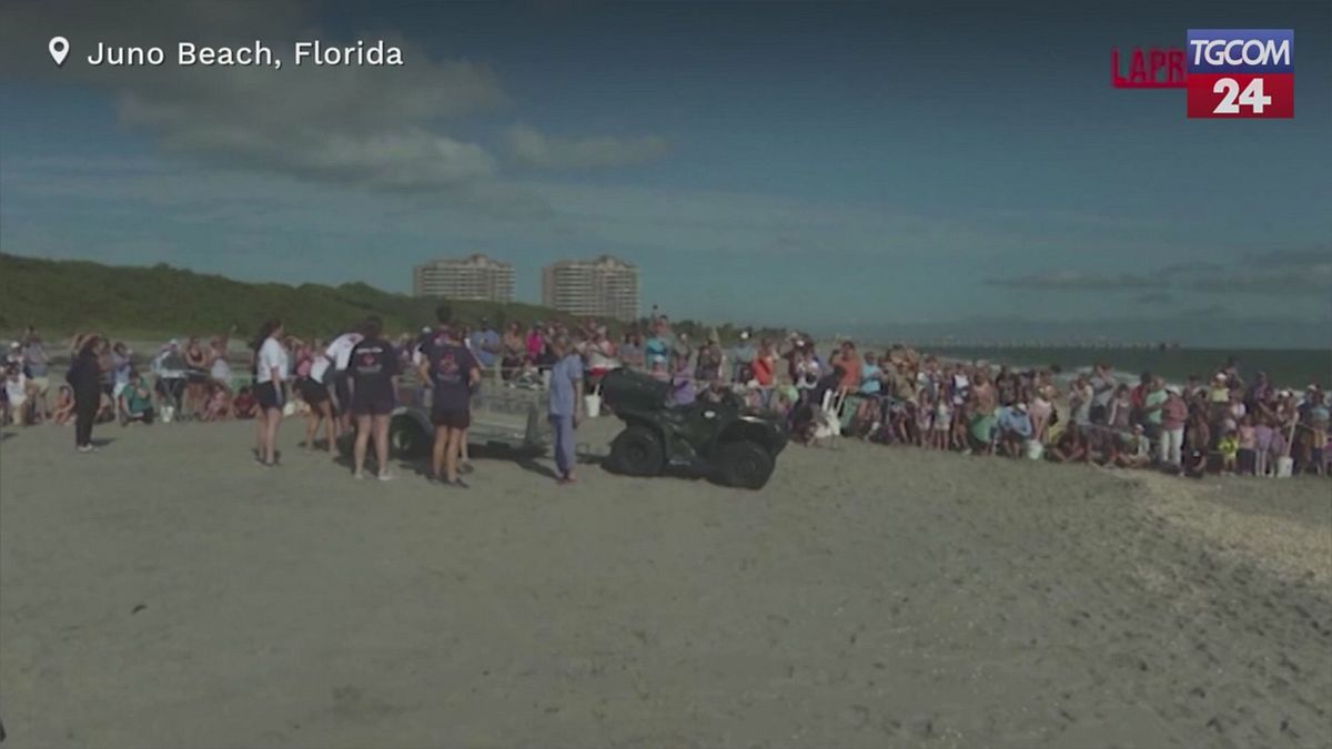Florida ve yaralı deniz kaplumbağası Swim Shady iyileştikten sonra okyanusa döndü