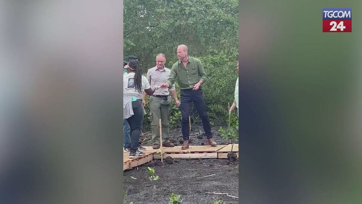 Il principe William pianta alberi tra le mangrovie del Brasile