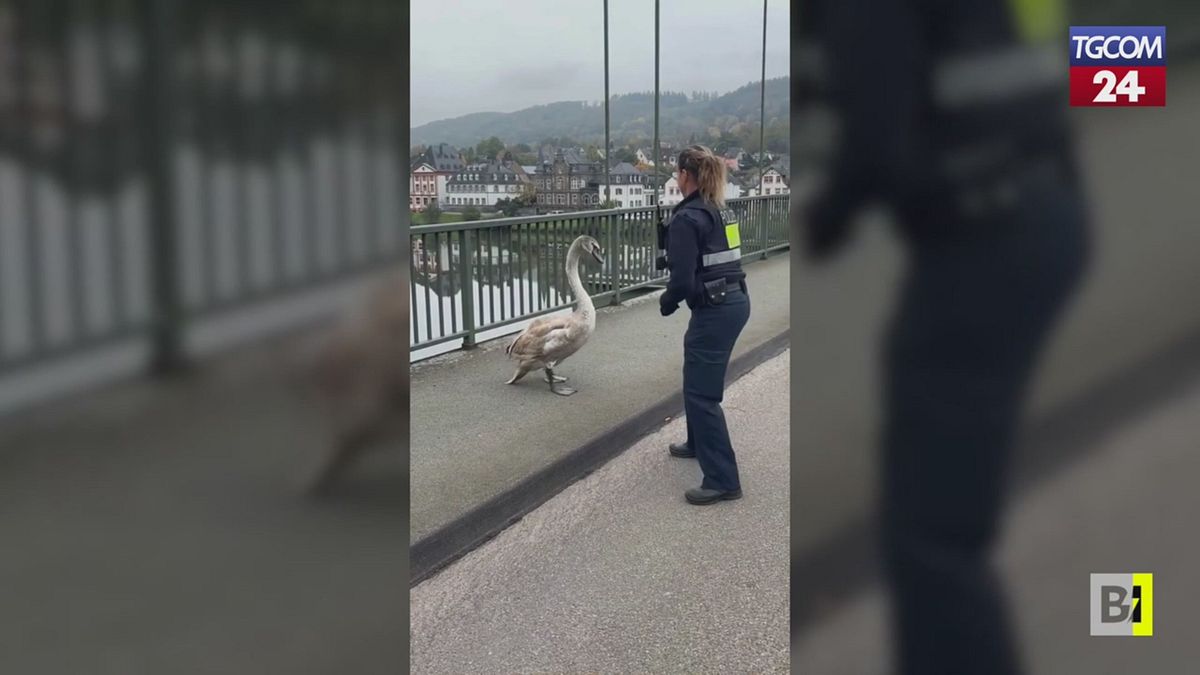 Almanya'da “kayıp” bir kuğuyu kurtaran polis memurunun viral jesti