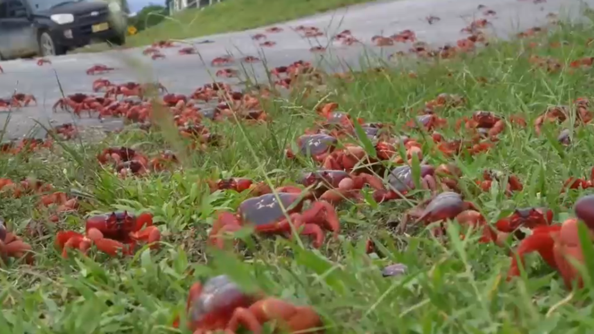 australia milioni di granchi rossi invadono l isola di natale