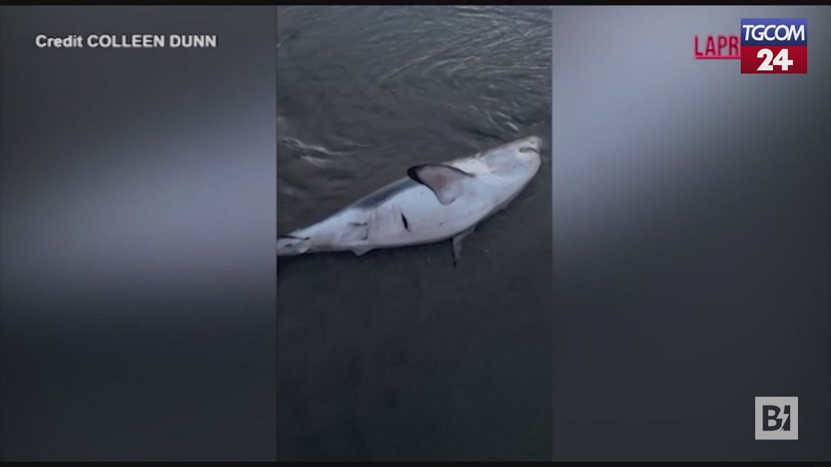 non posso vederlo soffrire donna salva uno squalo arenato in oregon