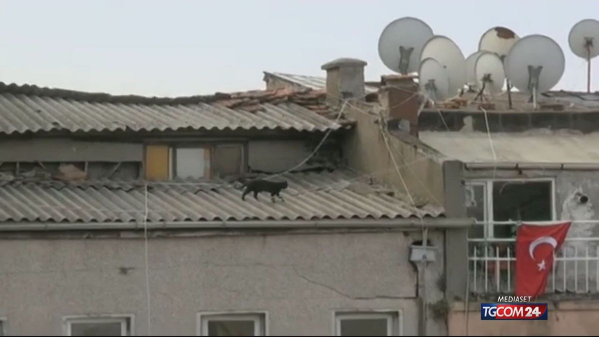 Turchia, i gatti di una ex coppia entrano nella causa di divorzio