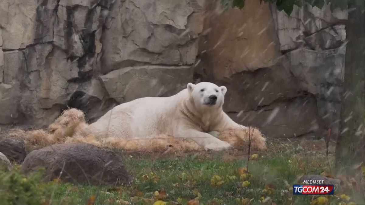 primi fiocchi di neve allo zoo di chicago