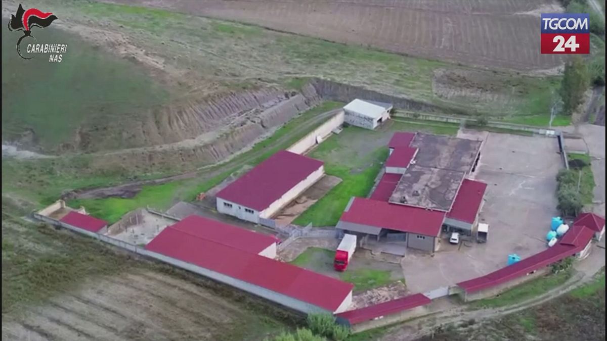 Cosenza, atların öldürülmesi ve gizlice katledilmesi: tutuklama