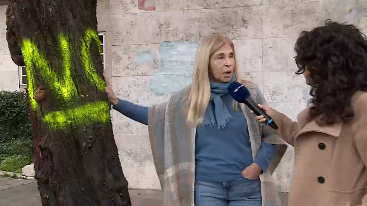 Roma, la denuncia: "Il Comune abbatte i ciliegi centenari ma sani"