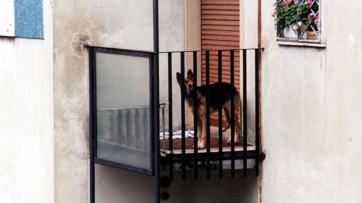 Lecce, cane cade dal balcone e muore: multa di 5mila euro