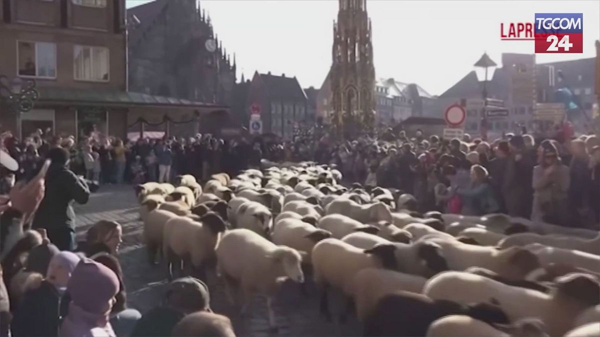 norimberga centinaia di pecore tra i passanti il curioso rito annuale