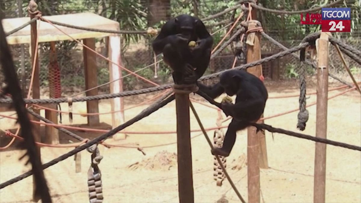 Sierra Leone, il santuario degli scimpanzé riapre dopo 5 mesi