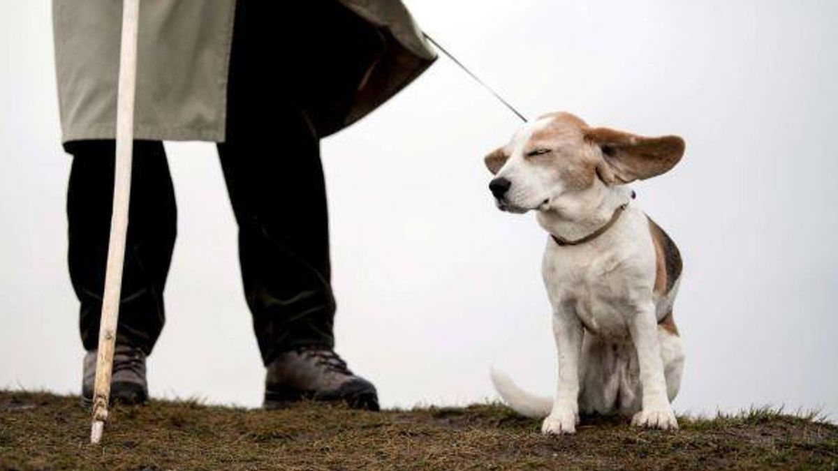 Trento vieta l’accattonaggio con cani: abolita la clausola sui "compagni di vita"
