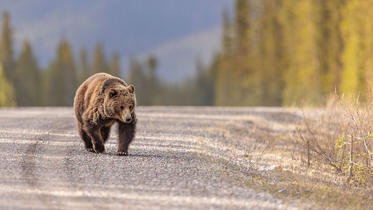 canada scolaresca in gita attaccata da un orso 11 feriti due in condizioni critiche