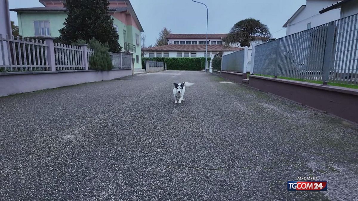 A Ferrara un nuovo Hachiko, è il cane Giorgio: "Aspetta al bar il padrone che non c