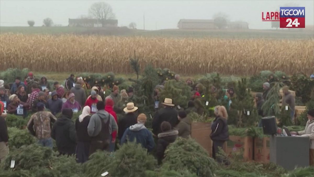 Pennsylvania, 50mila alberi di Natale messi all